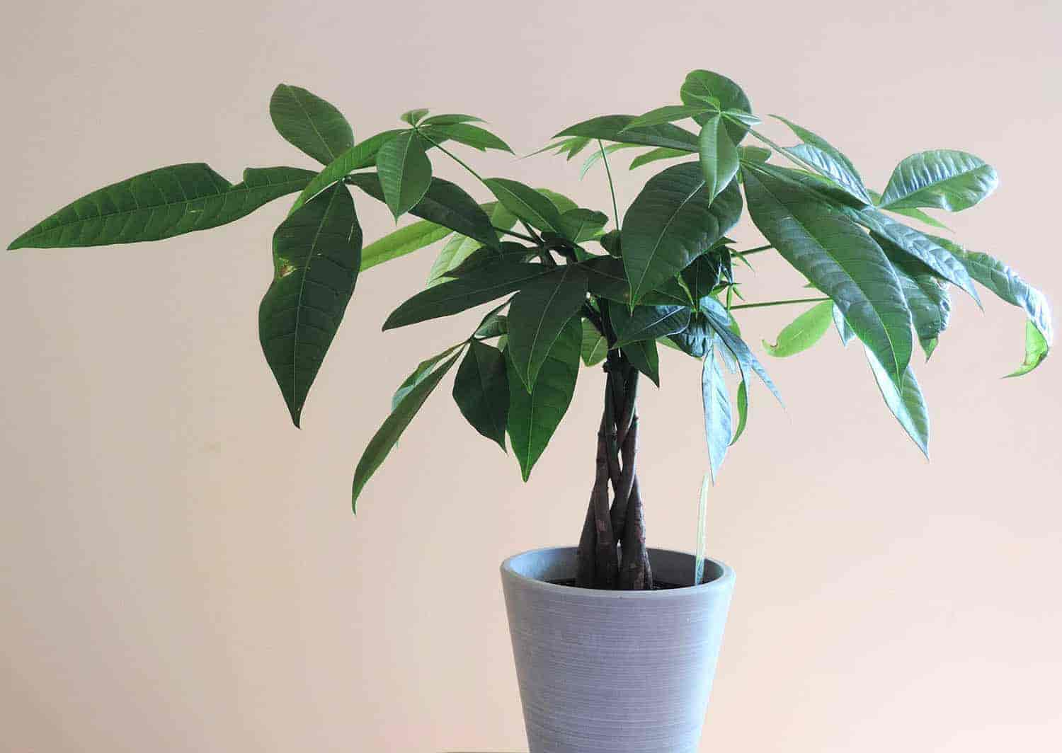The Ultimate Guide How Often to Water Your Money Tree