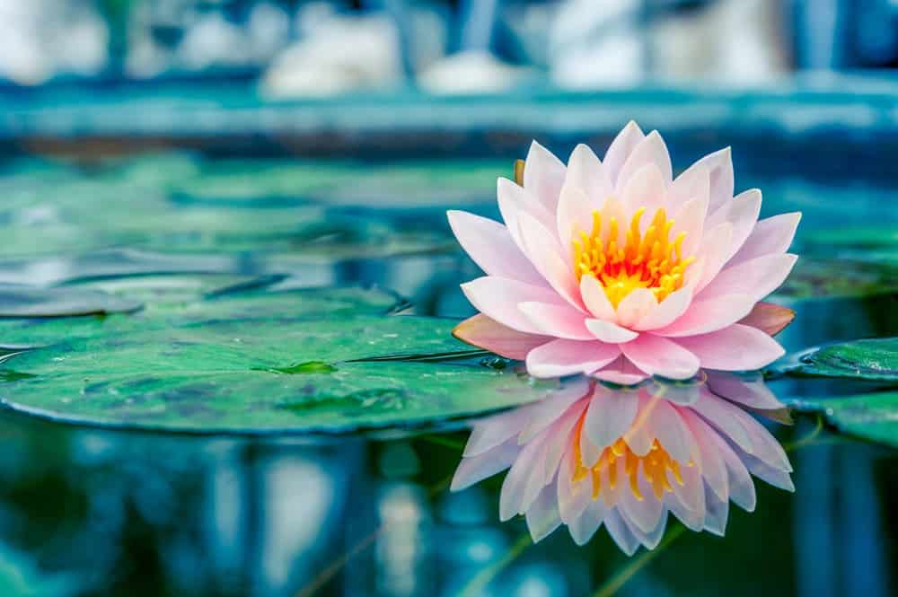 A Comprehensive Guide Lotus Flowers