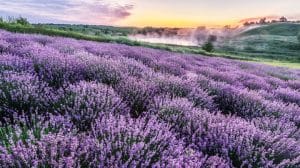 Exploring the Enigmatic Beauty of Purple Flower Bushes