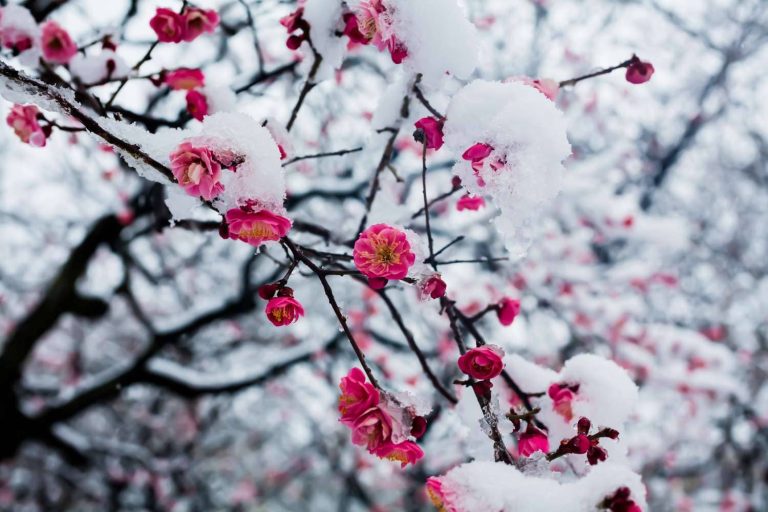 Transforming Your Home into a Winter Wonderland Snow Flowers and Their Magical Charm