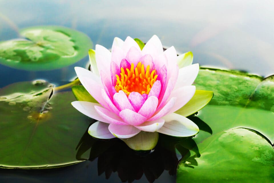 Lotus and Flower A Deep Dive into Nature's Symbol of Purity and Resilience