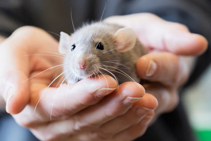 The 9 Most Common Diseases That Mice Carry